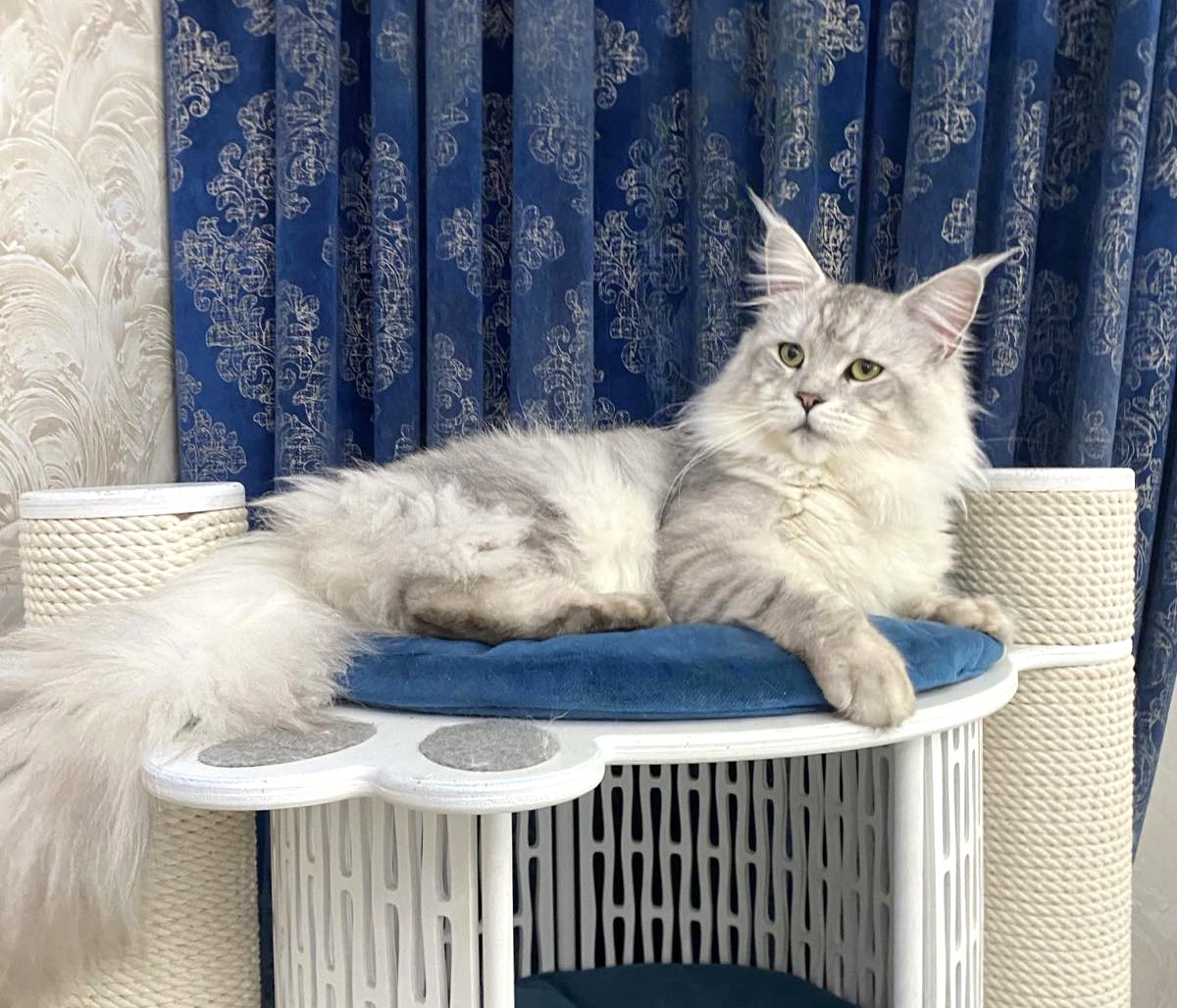 Shaded maine coon Zhorik