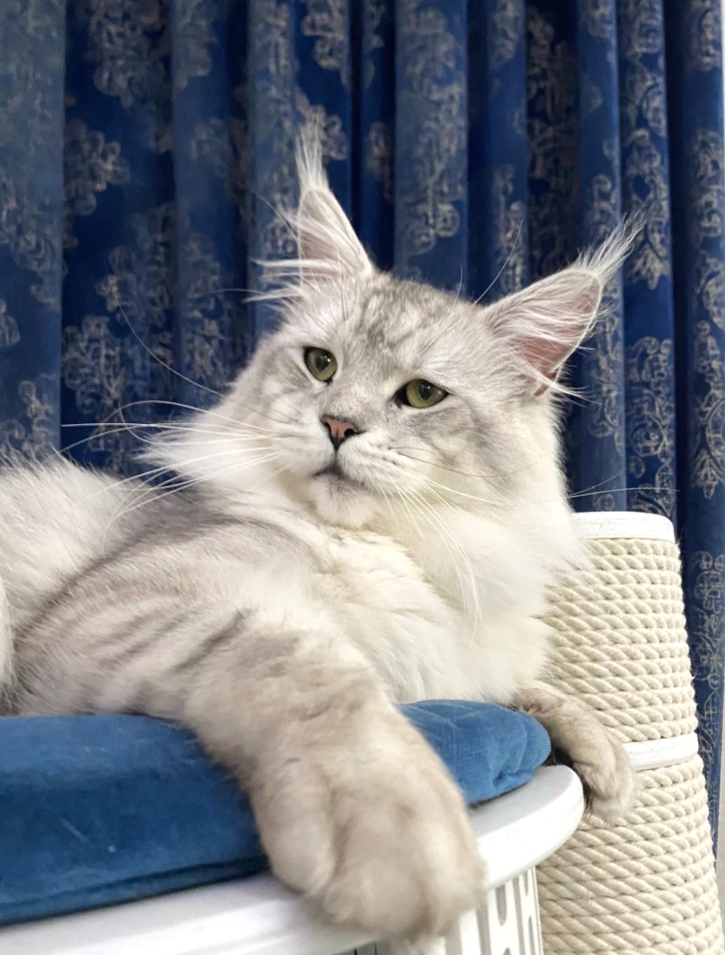 Shaded maine coon male